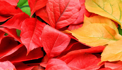 Red and Orange Autumn Leaves Background
