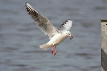 Lachmöwe auf Mandichosee