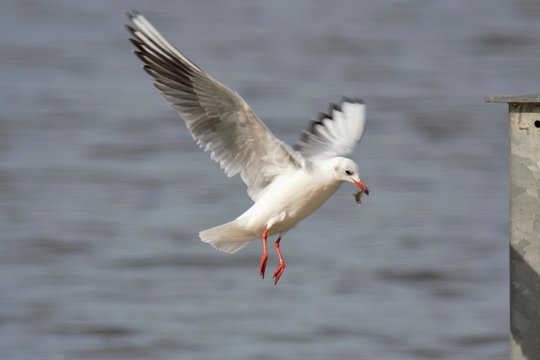 Lachm&ouml;we auf Mandichosee