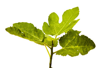 Fig tree plant in black plastic pot