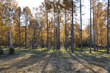 Fototapeta premium Autumn