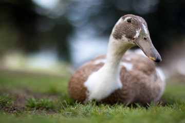Duck roosting