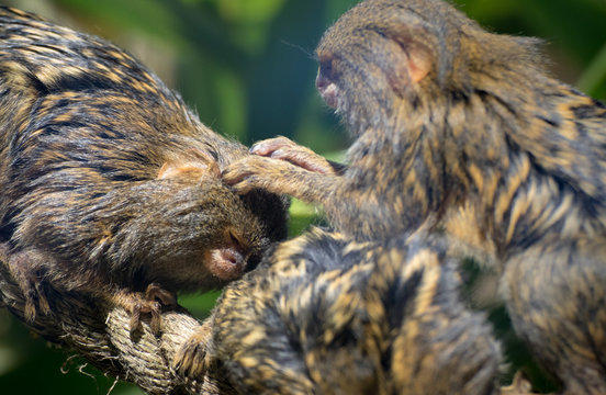 Primates cleaning eachother