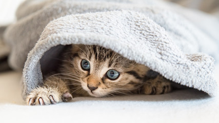 kleines Katzen Baby spielt mit ihrer Pfote und versteckt sich