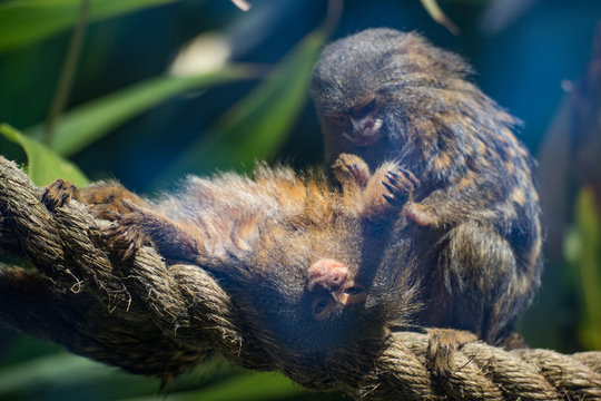 Primates cleaning eachother