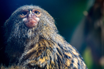 Primate looking up
