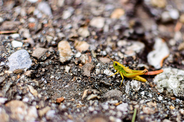 Grasshopper on the Road