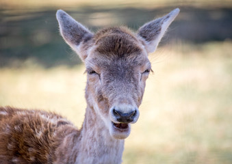 deer with a weird face