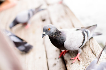 Bangkok City Pigeon