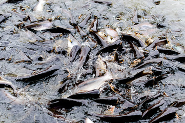 Catfish in the Chao Phraya River