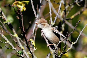Haussperling im Garten