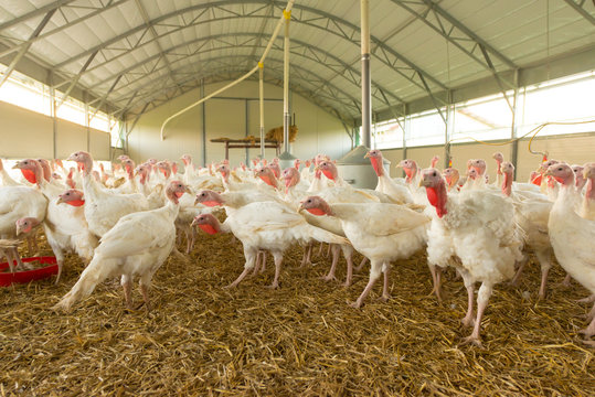 Puten im Stall - Gefl&uuml;gel auf dem Biohof