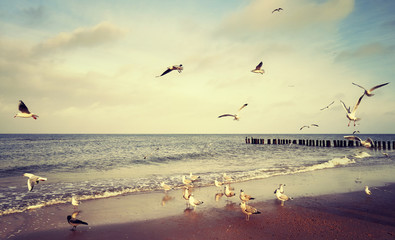 Vintage stylized picture of birds at a beach