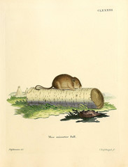 Illustration of rodents