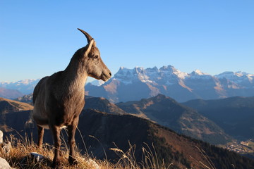 bouquetin devant les dents du midi