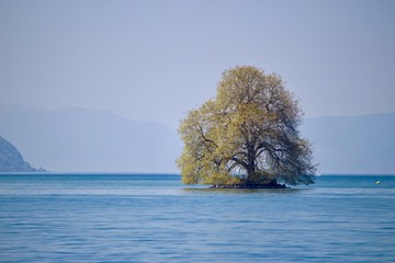 ch&ecirc;ne au milieu du lac l&eacute;man