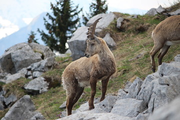 bouquetin en vallée d'abondance