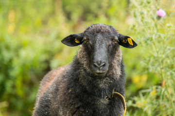 Rauwolliges Pommersches Landschaf