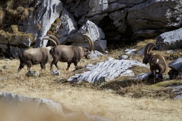 troupeau de bouquetin