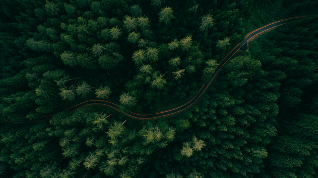 Aerial view of a road in the middle of the forest. Winding road in the middle of a pine tree forest