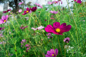 Obraz premium spring flowers