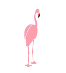 Colorful pink flamingo isolated on white background. Vector Illustration.