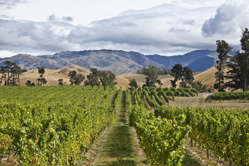 Fototapeta na wymiar Weinbau in Marlborough, Neusseland, Südinsel