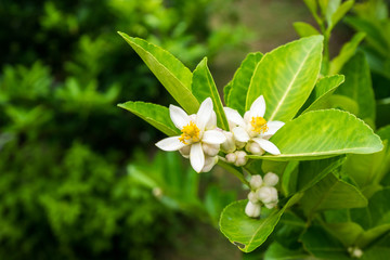 White lemon flower in organic garden
