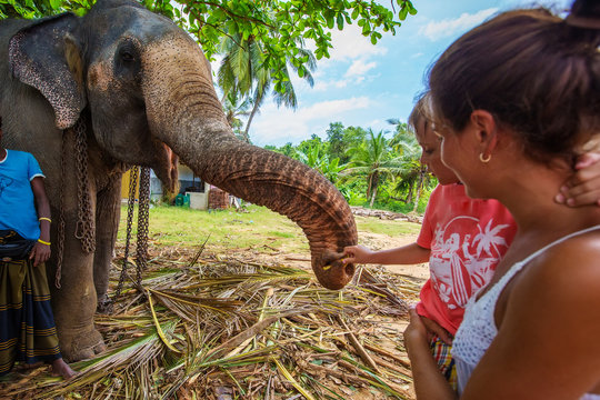 Caucasian tourists make a photo near elephant in Sri Lanka