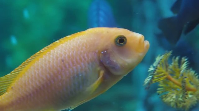 A beautiful orange fish floats in a home aquarium.