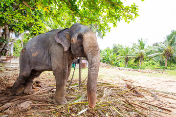 Elephant at the home farm in Sri Lanka