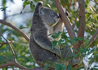 Australian Koala (Phascolarctos cinereus) Eating Eucalypt Leaves