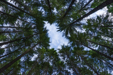 Blick aus dunklem Wald