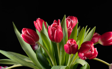 bouquet of red tulips