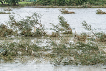台風の上陸後　水位の高い多摩川３