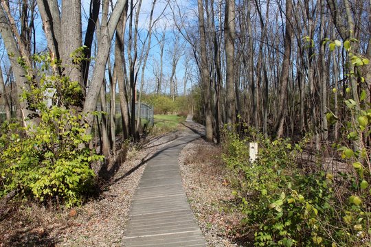 The parks boardwalk trail on a sunny autumn day. 