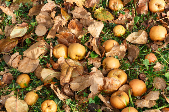 Pommes &agrave; terre sous un pommier