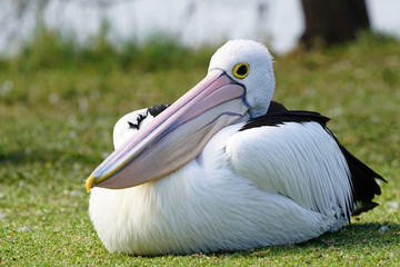Australian Pelican (Pelecanus conspicillatus) Toukley, Budgewoi Lake NSW Australia