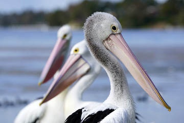 Australian Pelican (Pelecanus conspicillatus) Toukley, Budgewoi Lake NSW Australia