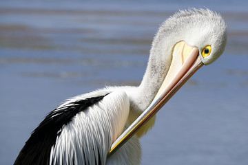 Australian Pelican (Pelecanus conspicillatus) Toukley, Budgewoi Lake NSW Australia