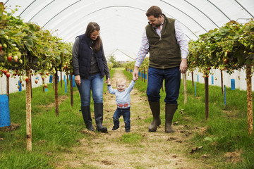 Fruit picking in a poly tunnel, PYO. A family and a baby boy walking between rows of strawberry plants grown on raised platforms in a polytunnel. 