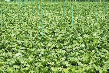water springer in Vegetable garden.