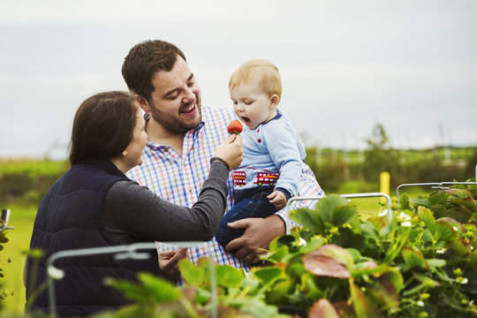 Fruit picking in a poly tunnel, PYO. A family and a baby boy picking and tasting strawberries from plants grown under shelter. 