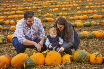 A family, two adults and a young baby among rows of bright yellow, green and orange pumpkins harvested and left out to dry off in the fields in autumn.