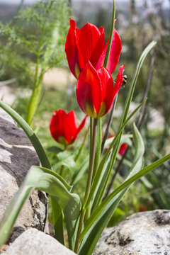 Tulip of the mountains