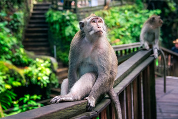 Naklejka na ściany i meble wild monkey looking to the sky in monkey forest in bali. indonesia