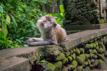 Naklejka na ściany i meble wild monkey lazy lying in monkey forest in bali. indonesia