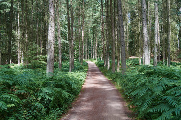 Waldweg