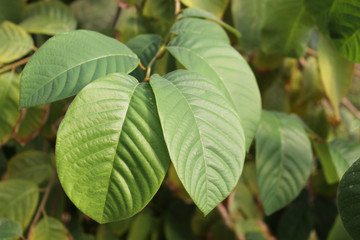 Fototapeta na wymiar hojas de arbol de chirimoya verde