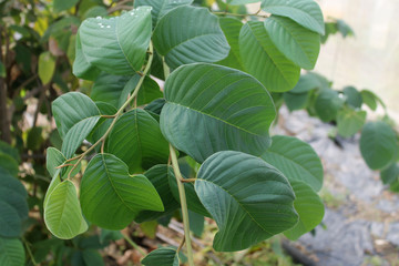 planta verde de chirimoya